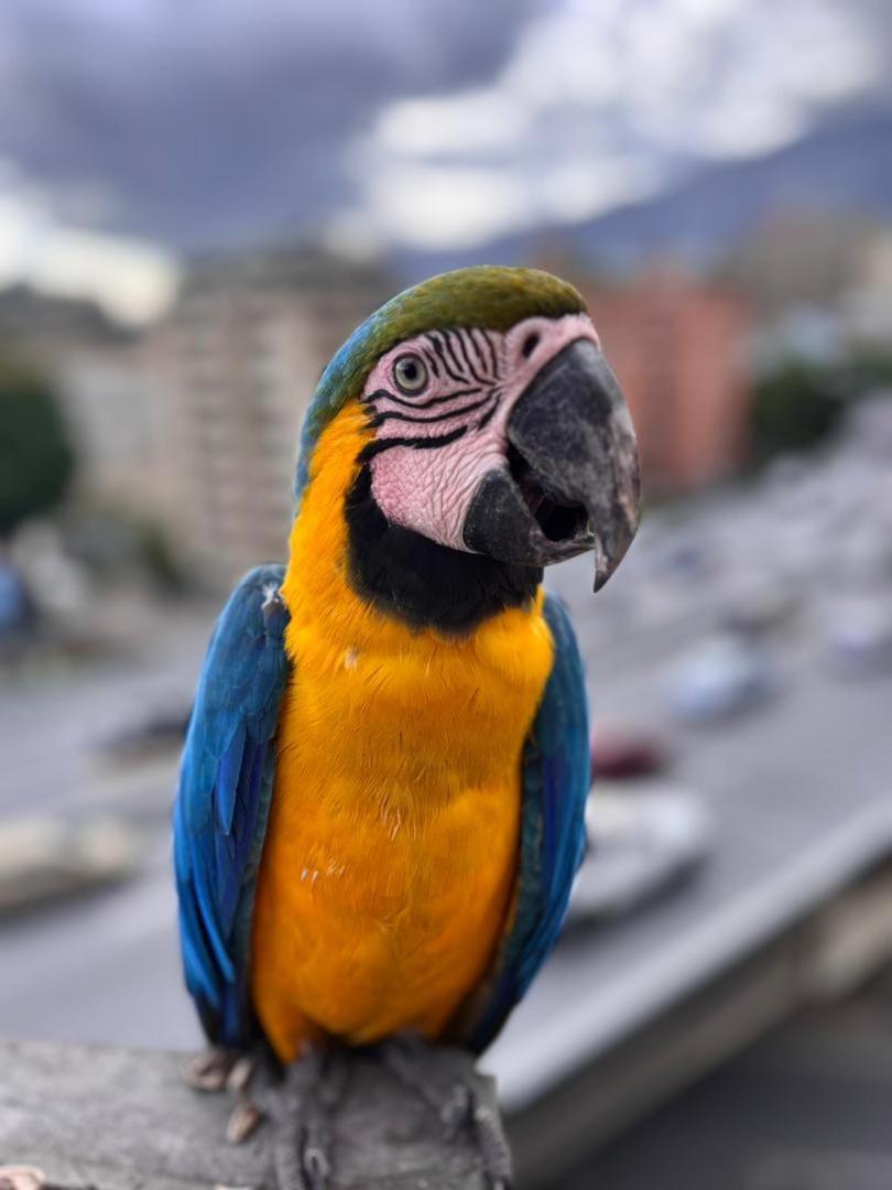 Ololo Caracas B&B מראה חיצוני תמונה